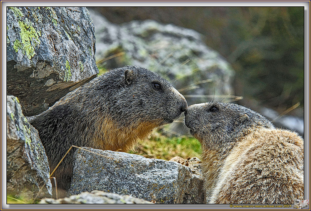 MARMOTTES